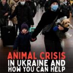 James Roday Rodriguez Instagram - Repost from @roadogs • I know a lot of us feel helpless watching what’s happening in Ukraine. War is always so devastating and it breaks my heart that it’s innocent people and animals who always suffer the most. I saw this on @oxdad and encourage all animal lovers to give a little if you can today to one of the organizations listed. 500 UAH is just $17. Swipe to learn more from this slide by @plantbasedtreaty 👉