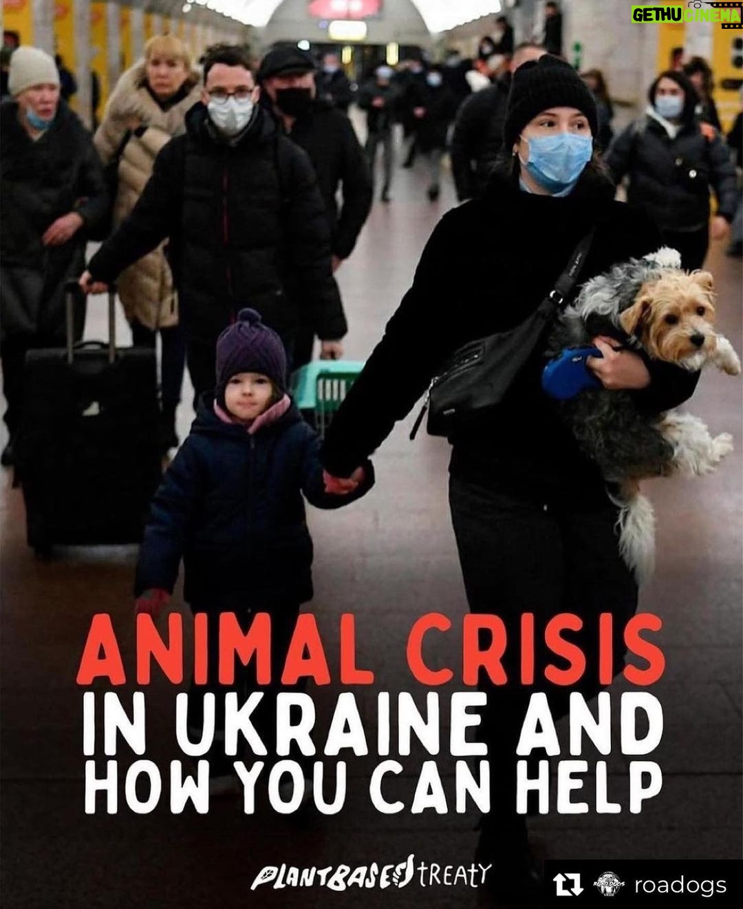 James Roday Rodriguez Instagram - Repost from @roadogs • I know a lot of us feel helpless watching what’s happening in Ukraine. War is always so devastating and it breaks my heart that it’s innocent people and animals who always suffer the most. I saw this on @oxdad and encourage all animal lovers to give a little if you can today to one of the organizations listed. 500 UAH is just $17. Swipe to learn more from this slide by @plantbasedtreaty 👉