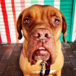 James Roday Rodriguez Instagram - Claude. Photo Credit: Christine/Lucky Dog