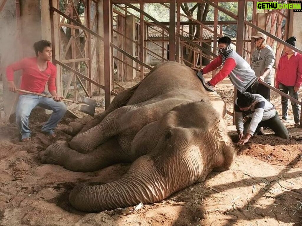James Roday Rodriguez Instagram - Repost from @trunksupofficial • Happy Urgently Needs You We have received a desperate plea for help from the owner of Pamper A Pachyderm after she found Happy collapsed in her night shelter, in the early hours of this morning. Dr. Tom from Elephant Nature Park began treating her immediately but she is still unable to stand up. Muoy, the project owner has hired machinery to help lift Happy and stabilise her. After almost a year of no income Muoy is struggling to cover the costs of Happy’s treatment and hiring the equipment to help Happy stand up. If you can help in anyway, please donate here: spot.fund/PamperAPachyderm #TrunksUp #PamperAPachyderm