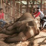 James Roday Rodriguez Instagram - Repost from @trunksupofficial • Happy Urgently Needs You We have received a desperate plea for help from the owner of Pamper A Pachyderm after she found Happy collapsed in her night shelter, in the early hours of this morning. Dr. Tom from Elephant Nature Park began treating her immediately but she is still unable to stand up. Muoy, the project owner has hired machinery to help lift Happy and stabilise her. After almost a year of no income Muoy is struggling to cover the costs of Happy’s treatment and hiring the equipment to help Happy stand up. If you can help in anyway, please donate here: spot.fund/PamperAPachyderm #TrunksUp #PamperAPachyderm