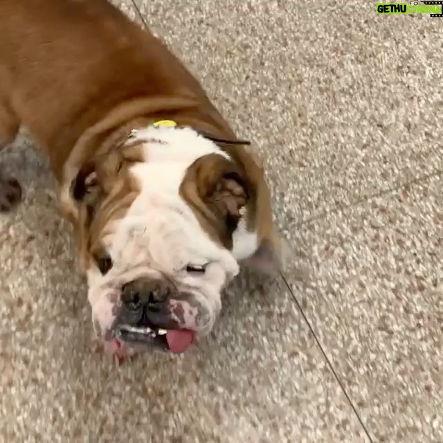 James Roday Rodriguez Instagram - Poor Antonio Flynn still needs a foster! He is stuck in boarding at the vet right now but he should be in a home getting foot soaks! Antonio is just the sweetest, happy boy. He has been really neglected and deserves the best from now on! Where are all my Southern California Bulldog people at?!! Tag a bulldog loving celeb and ask them to spread the word! Let’s get him into a home! If interested in fostering, please fill out the app on our website. Link in bio!! @roadogs