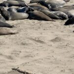 James Roday Rodriguez Instagram - Here are some elephant seals keeping it on the 100. Happy hump day.