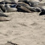 James Roday Rodriguez Instagram – Here are some elephant seals keeping it on the 100. Happy hump day.