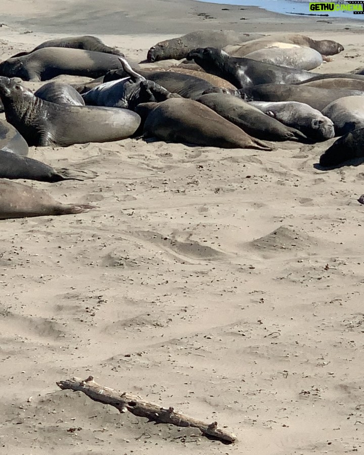 James Roday Rodriguez Instagram - Here are some elephant seals keeping it on the 100. Happy hump day.
