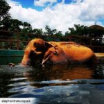 James Roday Rodriguez Instagram - So deeply grateful that @christinasmoses and I were blessed with the opportunity to meet this beautiful lady who had known so much pain and suffering at the hands of humans but still had room in her heart for love and forgiveness. Thank you, Professor Yai Bua. Rest peacefully. Here's the message from @elephantnaturepark founder, Lek Chailert: To dear friends and supporters, With heavy heart, I bring the sad news of our beloved Yai Bua having passed away. Yesterday she still enjoyed her swimming pool, eating well, and walking around her shelter. The mahout contacted us last night to report that Yai Bua had lain down, and we told him to let her sleep . For a long time now, when Yai Bua lays down, it is difficult for her to stand up by herself. So, as with many old elephants, they are fearful to lay down. That she lay down is good, and a chance for her to rest. We didn't expect it to be her final rest. This morning we discovered that she passed away peacefully while she slept. I will write more about her later as I am now not at the Park. It is hard for me to have lost her without saying goodbye. We loved her dearly, and have learned so much from her. To have known YaiBua is to be enriched with courage, tenacity and an indomitable spirit. R.I P our beautiful lady . You are a true legend . #ElephantNaurePark #ENP #TheHerd #asianelephant #ElephantSanctuary #elephantsanctuarychiangmai #elephantrescued #thaielephant #saveelephants #bekindtoelephants #animallovers #animal #ChiangMai #Thailand