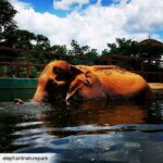 James Roday Rodriguez Instagram – So deeply grateful that @christinasmoses and I were blessed with the opportunity to meet this beautiful lady who had known so much pain and suffering at the hands of humans but still had room in her heart for love and forgiveness. Thank you, Professor Yai Bua. Rest peacefully.

Here’s the message from @elephantnaturepark founder, Lek Chailert:

To dear friends and supporters,
With heavy heart, I bring the sad news of our beloved Yai Bua having passed away. Yesterday she still enjoyed her swimming pool, eating well, and walking around her shelter. The mahout contacted us last night to report that Yai Bua had lain down, and we told him to let her sleep . For a long time now, when Yai Bua lays down, it is difficult for her to stand up by herself. So, as with many old elephants, they are fearful to lay down. That she lay down is good, and a chance for her to rest. We didn’t expect it to be her final rest. This morning we discovered that she passed away peacefully while she slept. I will write more about her later as I am now not at the Park. It is hard for me to have lost her without saying goodbye. We loved her dearly, and have learned so much from her. To have known YaiBua is to be enriched with courage, tenacity and an indomitable spirit.
R.I P our beautiful lady .
You are a true legend .

#ElephantNaurePark #ENP #TheHerd #asianelephant #ElephantSanctuary #elephantsanctuarychiangmai #elephantrescued #thaielephant #saveelephants #bekindtoelephants #animallovers #animal #ChiangMai #Thailand