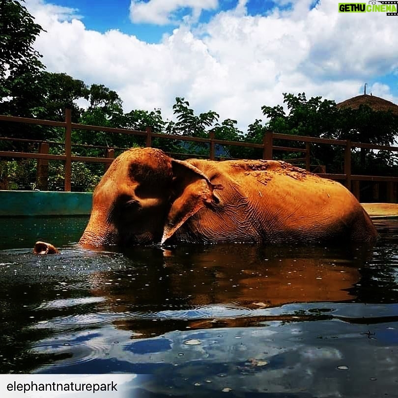 James Roday Rodriguez Instagram - So deeply grateful that @christinasmoses and I were blessed with the opportunity to meet this beautiful lady who had known so much pain and suffering at the hands of humans but still had room in her heart for love and forgiveness. Thank you, Professor Yai Bua. Rest peacefully. Here's the message from @elephantnaturepark founder, Lek Chailert: To dear friends and supporters, With heavy heart, I bring the sad news of our beloved Yai Bua having passed away. Yesterday she still enjoyed her swimming pool, eating well, and walking around her shelter. The mahout contacted us last night to report that Yai Bua had lain down, and we told him to let her sleep . For a long time now, when Yai Bua lays down, it is difficult for her to stand up by herself. So, as with many old elephants, they are fearful to lay down. That she lay down is good, and a chance for her to rest. We didn't expect it to be her final rest. This morning we discovered that she passed away peacefully while she slept. I will write more about her later as I am now not at the Park. It is hard for me to have lost her without saying goodbye. We loved her dearly, and have learned so much from her. To have known YaiBua is to be enriched with courage, tenacity and an indomitable spirit. R.I P our beautiful lady . You are a true legend . #ElephantNaurePark #ENP #TheHerd #asianelephant #ElephantSanctuary #elephantsanctuarychiangmai #elephantrescued #thaielephant #saveelephants #bekindtoelephants #animallovers #animal #ChiangMai #Thailand