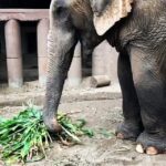 James Roday Rodriguez Instagram - ⁣ ⁣Elephants may spend 12-18 hours eating a day, up to 10% of their body weight!⁣ ⁣ ⁣ ⁣Adult elephants can eat between 200-600 pounds of food a day. ⁣ ⁣As herbivores, they consume grasses, tree foliage, bark, twigs, and other vegetation.⁣ ⁣That’s a lot of 🍌 🥭 🌿 🍉 🌽 .⁣ ⁣ ⁣ ⁣Right now, Save Elephant Foundation is helping to feed over 1500 elephants captive throughout Thailand.⁣ ⁣The future for these elephants is uncertain, and we can be a part of their survival! ⁣ ⁣ ⁣ ⁣It costs $30 to feed 1 🐘 for 1 day.⁣ ⁣ ⁣ ⁣If you can help, please donate through the link in our bio. Donations are currently being matched and are tax deductible in the US! ⁣ ⁣ ⁣#SaveElephantFoundation #trunksup🐘