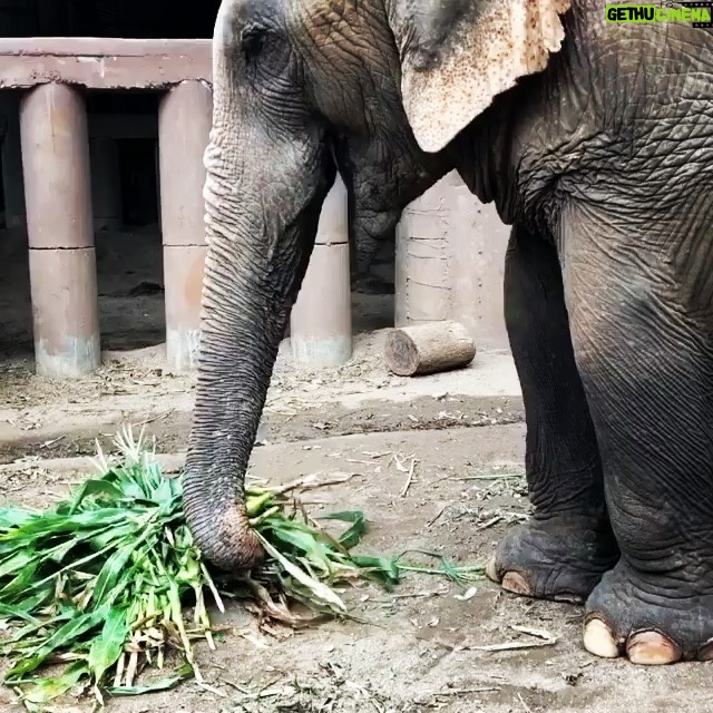 James Roday Rodriguez Instagram - ⁣ ⁣Elephants may spend 12-18 hours eating a day, up to 10% of their body weight!⁣ ⁣ ⁣ ⁣Adult elephants can eat between 200-600 pounds of food a day. ⁣ ⁣As herbivores, they consume grasses, tree foliage, bark, twigs, and other vegetation.⁣ ⁣That’s a lot of 🍌 🥭 🌿 🍉 🌽 .⁣ ⁣ ⁣ ⁣Right now, Save Elephant Foundation is helping to feed over 1500 elephants captive throughout Thailand.⁣ ⁣The future for these elephants is uncertain, and we can be a part of their survival! ⁣ ⁣ ⁣ ⁣It costs $30 to feed 1 🐘 for 1 day.⁣ ⁣ ⁣ ⁣If you can help, please donate through the link in our bio. Donations are currently being matched and are tax deductible in the US! ⁣ ⁣ ⁣#SaveElephantFoundation #trunksup🐘