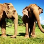 James Roday Rodriguez Instagram – We are overwhelmed with gratitude to announce that we reached our MATCH goal of $45,000 in less than 48 hours !! But there is other great news to share! 
Darrick Thomson, of Save Elephant Foundation, has informed us that his parents will offer $55,000 CAD ($38,000 USD) to Match. And Amber Rivera, a repeat ENP volunteer, has also offered $7,500 to be matched.

That totals an ADDITIONAL $45,500 TO BE MATCHED in support of Elephant Nature Park.

Lek has been reaching out to help neighboring elephant camps in Thailand who have felt the impact of COVID-19. Due to the absence of tourism, approximately 1000 elephants are now without work, and facing the potential of starvation. 
She will help provide food to as many hungry elephants throughout Thailand as possible. 
The need has never been more crucial to the lives of Thailand’s elephants. 
Let’s continue to help Lek, so she can help others. Spot.fund/trunksup
.
.
.
.
.
#asianelephants #savethem #thailand #endangeredspecies #animalrights #thailand #elephantnaturepark