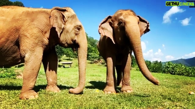 James Roday Rodriguez Instagram - We are overwhelmed with gratitude to announce that we reached our MATCH goal of $45,000 in less than 48 hours !! But there is other great news to share! Darrick Thomson, of Save Elephant Foundation, has informed us that his parents will offer $55,000 CAD ($38,000 USD) to Match. And Amber Rivera, a repeat ENP volunteer, has also offered $7,500 to be matched. That totals an ADDITIONAL $45,500 TO BE MATCHED in support of Elephant Nature Park. Lek has been reaching out to help neighboring elephant camps in Thailand who have felt the impact of COVID-19. Due to the absence of tourism, approximately 1000 elephants are now without work, and facing the potential of starvation. She will help provide food to as many hungry elephants throughout Thailand as possible. The need has never been more crucial to the lives of Thailand’s elephants. Let’s continue to help Lek, so she can help others. Spot.fund/trunksup . . . . . #asianelephants #savethem #thailand #endangeredspecies #animalrights #thailand #elephantnaturepark