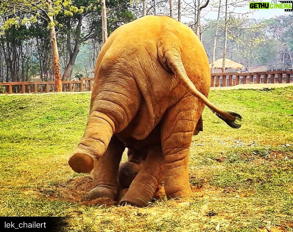 James Roday Rodriguez Instagram - This is the ass of Navann. Let it brighten you. @elephantnaturepark