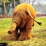 James Roday Rodriguez Instagram - This is the ass of Navann. Let it brighten you. @elephantnaturepark