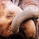 James Roday Rodriguez Instagram - WE BELIEVE IN THE RANDOM ACT OF KINDNESS! Trunks Up donors, Tom & Jan Crews, whose lives have been touched by the profound impact of Elephant Nature Park, have very generously offered our 2nd “MATCH” opportunity to help support the place so dear to our hearts in this time of need! The Crews Family will match all donations up to $25,000 over the next 5 days to help reach our goal of $100,000. To support us today, donate via link in bio. This means they will turn your $5 into $10, your $25 into $50, and your $100 into $200! So many of you who have shown support to our emergency fundraiser, and we THANK YOU! Sadly, the coronavirus continues to decimate Elephant Nature Park's income. Visitors are down over 60% and significant cancellations are reaching into the foreseeable future. You can make the difference! THANK YOU! 📸 @lesleyfisher #SaveElephantFoundation #ElephantNaturePark #TrunksUp #Donate #CoronaVirus #SupportUs #AsianElephant #ElephantRescue