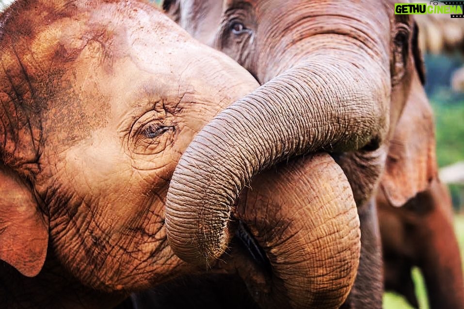 James Roday Rodriguez Instagram - WE BELIEVE IN THE RANDOM ACT OF KINDNESS! Trunks Up donors, Tom & Jan Crews, whose lives have been touched by the profound impact of Elephant Nature Park, have very generously offered our 2nd “MATCH” opportunity to help support the place so dear to our hearts in this time of need! The Crews Family will match all donations up to $25,000 over the next 5 days to help reach our goal of $100,000. To support us today, donate via link in bio. This means they will turn your $5 into $10, your $25 into $50, and your $100 into $200! So many of you who have shown support to our emergency fundraiser, and we THANK YOU! Sadly, the coronavirus continues to decimate Elephant Nature Park's income. Visitors are down over 60% and significant cancellations are reaching into the foreseeable future. You can make the difference! THANK YOU! 📸 @lesleyfisher #SaveElephantFoundation #ElephantNaturePark #TrunksUp #Donate #CoronaVirus #SupportUs #AsianElephant #ElephantRescue