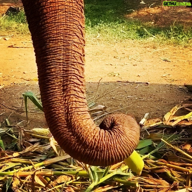 James Roday Rodriguez Instagram - So deeply grateful that @christinasmoses and I were blessed with the opportunity to meet this beautiful lady who had known so much pain and suffering at the hands of humans but still had room in her heart for love and forgiveness. Thank you, Professor Yai Bua. Rest peacefully. Here's the message from @elephantnaturepark founder, Lek Chailert: To dear friends and supporters, With heavy heart, I bring the sad news of our beloved Yai Bua having passed away. Yesterday she still enjoyed her swimming pool, eating well, and walking around her shelter. The mahout contacted us last night to report that Yai Bua had lain down, and we told him to let her sleep . For a long time now, when Yai Bua lays down, it is difficult for her to stand up by herself. So, as with many old elephants, they are fearful to lay down. That she lay down is good, and a chance for her to rest. We didn't expect it to be her final rest. This morning we discovered that she passed away peacefully while she slept. I will write more about her later as I am now not at the Park. It is hard for me to have lost her without saying goodbye. We loved her dearly, and have learned so much from her. To have known YaiBua is to be enriched with courage, tenacity and an indomitable spirit. R.I P our beautiful lady . You are a true legend . #ElephantNaurePark #ENP #TheHerd #asianelephant #ElephantSanctuary #elephantsanctuarychiangmai #elephantrescued #thaielephant #saveelephants #bekindtoelephants #animallovers #animal #ChiangMai #Thailand