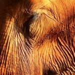 James Roday Rodriguez Instagram - So deeply grateful that @christinasmoses and I were blessed with the opportunity to meet this beautiful lady who had known so much pain and suffering at the hands of humans but still had room in her heart for love and forgiveness. Thank you, Professor Yai Bua. Rest peacefully. Here's the message from @elephantnaturepark founder, Lek Chailert: To dear friends and supporters, With heavy heart, I bring the sad news of our beloved Yai Bua having passed away. Yesterday she still enjoyed her swimming pool, eating well, and walking around her shelter. The mahout contacted us last night to report that Yai Bua had lain down, and we told him to let her sleep . For a long time now, when Yai Bua lays down, it is difficult for her to stand up by herself. So, as with many old elephants, they are fearful to lay down. That she lay down is good, and a chance for her to rest. We didn't expect it to be her final rest. This morning we discovered that she passed away peacefully while she slept. I will write more about her later as I am now not at the Park. It is hard for me to have lost her without saying goodbye. We loved her dearly, and have learned so much from her. To have known YaiBua is to be enriched with courage, tenacity and an indomitable spirit. R.I P our beautiful lady . You are a true legend . #ElephantNaurePark #ENP #TheHerd #asianelephant #ElephantSanctuary #elephantsanctuarychiangmai #elephantrescued #thaielephant #saveelephants #bekindtoelephants #animallovers #animal #ChiangMai #Thailand