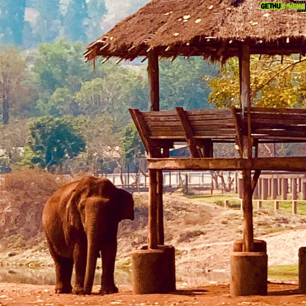 James Roday Rodriguez Instagram - As I reflect on the week I have just spent at @elephantnaturepark, I am reminded of things I thought I knew but didn't, thought I'd do but shouldn't and ultimately that it's possible to adore these majestic miracle beasts even more than I already did. My pal and costar @christinasmoses and I have started the account @elephantruths to help educate and spread word about the grave realities facing both African and Asian elephants. You will see facts and figures that will startle and sadden you. But you will also see stories of rescue and rehabilitation that will inspire and give you hope. There is only one @lek_chailert -- the founder of this park and woman who has dedicated her life to giving a voice to the voiceless. But there are millions and millions of us who are capable of helping if we just know how to do it. There is great power in your hand right now. We can educate through social media. ❤️🐘❤️ And possibly emojis.