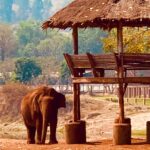 James Roday Rodriguez Instagram - As I reflect on the week I have just spent at @elephantnaturepark, I am reminded of things I thought I knew but didn't, thought I'd do but shouldn't and ultimately that it's possible to adore these majestic miracle beasts even more than I already did. My pal and costar @christinasmoses and I have started the account @elephantruths to help educate and spread word about the grave realities facing both African and Asian elephants. You will see facts and figures that will startle and sadden you. But you will also see stories of rescue and rehabilitation that will inspire and give you hope. There is only one @lek_chailert -- the founder of this park and woman who has dedicated her life to giving a voice to the voiceless. But there are millions and millions of us who are capable of helping if we just know how to do it. There is great power in your hand right now. We can educate through social media. ❤️🐘❤️ And possibly emojis.