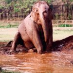 James Roday Rodriguez Instagram - Calgon take me away. @elephantnaturepark #rescue #rehabilitate #educate #inspire