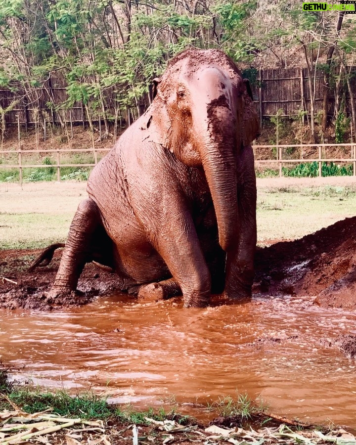 James Roday Rodriguez Instagram - Calgon take me away. @elephantnaturepark #rescue #rehabilitate #educate #inspire