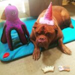 James Roday Rodriguez Instagram - Material world a pleasant memory, this space walrus is now riding comets -- jowels flapping in zero gravity. Happy 13, Franc. Papa loves you.