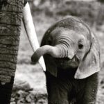 James Roday Rodriguez Instagram – Happy World Elephant Day. Our planet’s biggest lovers. ❤️worldelephantday.org