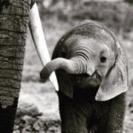 James Roday Rodriguez Instagram - Happy World Elephant Day. Our planet's biggest lovers. ❤️worldelephantday.org