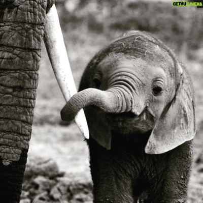 James Roday Rodriguez Instagram - Happy World Elephant Day. Our planet's biggest lovers. ❤️worldelephantday.org