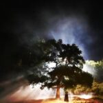 James Roday Rodriguez Instagram - #Treehouse Trailer tomorrow...sleep tight.