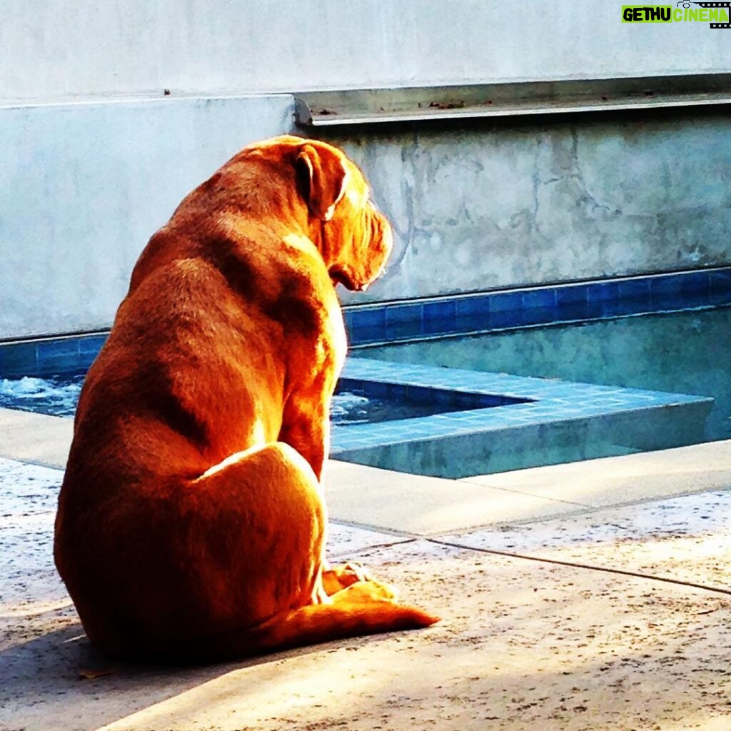 James Roday Rodriguez Instagram - Good evening. As we mentioned in our remembrance to our precious space walrus, we have set up a fund in his name with @roadogs to both celebrate his memory and support the cause that brought him into our lives. Thank you all again for the love and beautiful responses. Franc was here. https://www.roadogsandrescue.org/francsfund/