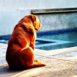James Roday Rodriguez Instagram - Good evening. As we mentioned in our remembrance to our precious space walrus, we have set up a fund in his name with @roadogs to both celebrate his memory and support the cause that brought him into our lives. Thank you all again for the love and beautiful responses. Franc was here. https://www.roadogsandrescue.org/francsfund/