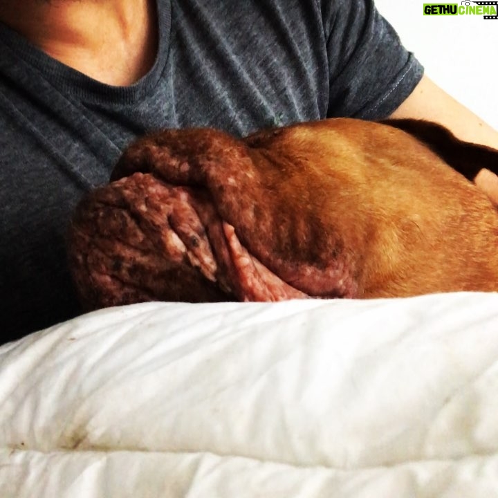 James Roday Rodriguez Instagram - Walrus napping.