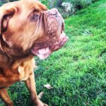 James Roday Rodriguez Instagram - Felíz #nationaldogday