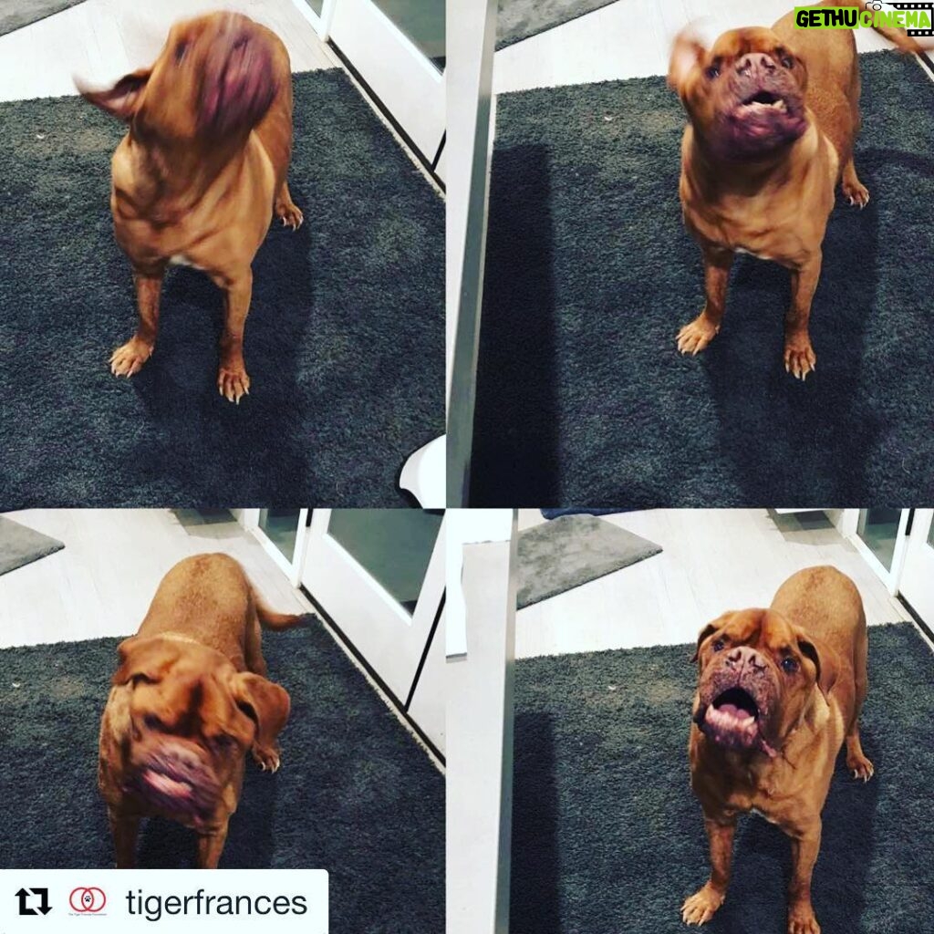 James Roday Rodriguez Instagram - #Repost @tigerfrances with @get_repost ・・・ FINALLY IT'S FRANC FRIDAY!!!!🎉🎉🎉 Here he is, the man himself, expressing his joy over his day!!! 💜🎉🐕🐾💫🐻🌈💥 Have a good one😘#francfriday❤️#bestdayoftheweek #happyweekend💫#TTFF #weloveourescues🐾