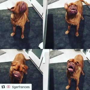 James Roday Rodriguez Instagram - #Repost @tigerfrances with @get_repost
・・・
FINALLY IT'S FRANC FRIDAY!!!!🎉🎉🎉
Here he is, the man himself, expressing his joy over his day!!!
💜🎉🐕🐾💫🐻🌈💥
Have a good one😘#francfriday❤️#bestdayoftheweek
#happyweekend💫#TTFF #weloveourescues🐾