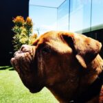James Roday Rodriguez Instagram - Thanks for always being there, pal. #nationaldogday