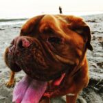 James Roday Rodriguez Instagram - Beach boy. Featuring tiny Beach Boys fan.