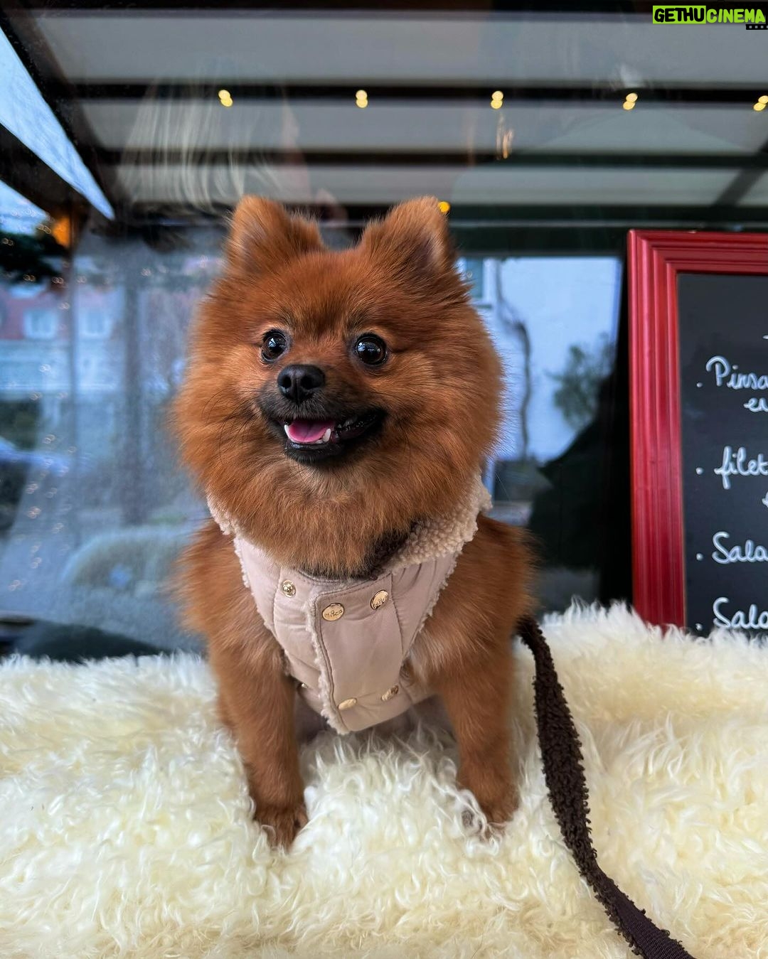Jamie-Lee Six - 10.3K Likes - dogdate β€οΈ