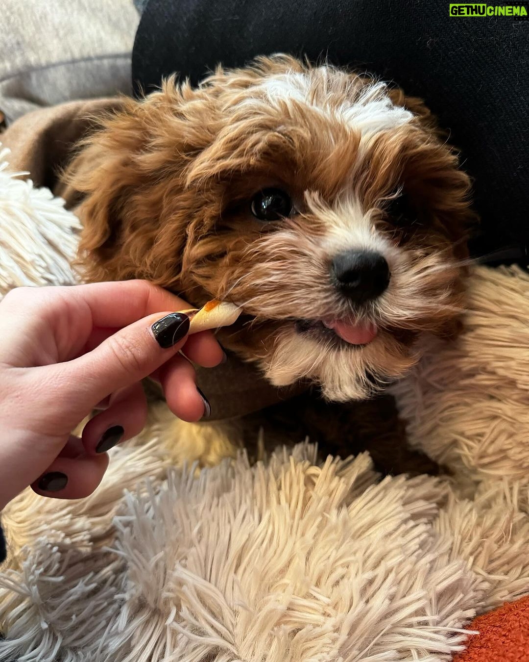 Jamie-Lee Six - 10.3K Likes - dogdate β€οΈ