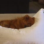 Jamie-Lee Six Instagram – time flies 🥹 deze cutiebeer is al 2 geworden 🥰 beste vriendin
(afgelopen zaterdag)
