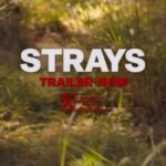 Jamie Foxx Instagram - NEW MOVIE ALERT!!!!…You know when me and WILL FERRELL get together we bout to bring that COMEDY HEAT!!! Check out our trailer for our new flick “STRAYS” I guarantee you you won’t be able to stop laughing at this one… This summer we bout to fuck shit up!!! @straysmovie 🎬🔥🔥🔥🔥