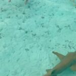 Jan Kopečný Instagram - Musíš jim říct, že člověk není žrádlo! 🌴🦈😜 ——————————————————————————— #jankopecny #fun #f4f #instagram #instadaily #beautiful #funny #happy #life #healthy #instadaily #like4like #lifestyle #instacool #instapic #bestoftheday #photo #jk #me #botox #botoxmusic #instagood #photooftheday #instamood #follow #smile #like #like4like #🇨🇿 #💋