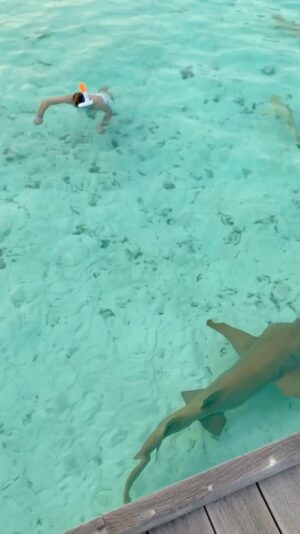 Jan Kopečný Instagram - Musíš jim říct, že člověk není žrádlo! 🌴🦈😜

———————————————————————————
#jankopecny #fun #f4f #instagram #instadaily #beautiful #funny #happy #life #healthy #instadaily #like4like #lifestyle #instacool #instapic #bestoftheday #photo #jk #me #botox #botoxmusic #instagood #photooftheday #instamood #follow #smile #like #like4like #🇨🇿 #💋
