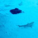 Jan Kopečný Instagram - Jelikož jsou ty kavárny zavřený, tak jsme si šli s kolegou pokecat sem! 😜🌴🦈 #maledivy #sunisland ——————————————————————————— #jankopecny #fun #f4f #instagram #instadaily #beautiful #funny #happy #life #healthy #instadaily #like4like #lifestyle #instacool #instapic #bestoftheday #photo #jk #me #botox #botoxmusic #instagood #photooftheday #instamood #follow #smile #like #like4like #🇨🇿 #💋