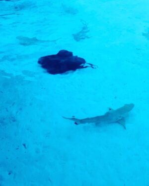 Jan Kopečný Instagram - Jelikož jsou ty kavárny zavřený, tak jsme si šli s kolegou pokecat sem! 😜🌴🦈 #maledivy #sunisland

———————————————————————————
#jankopecny #fun #f4f #instagram #instadaily #beautiful #funny #happy #life #healthy #instadaily #like4like #lifestyle #instacool #instapic #bestoftheday #photo #jk #me #botox #botoxmusic #instagood #photooftheday #instamood #follow #smile #like #like4like #🇨🇿 #💋