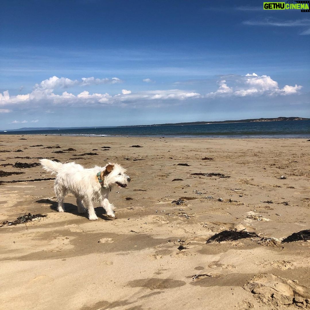 Jane Hall Instagram - Betty and the beach 🐶❤️