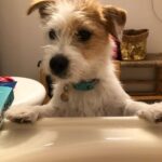 Jane Hall Instagram - Me: look, is it too much to ask for some alone-time in the tub with my book? Betty: *looks affronted.* Proceeds to drink bath water.