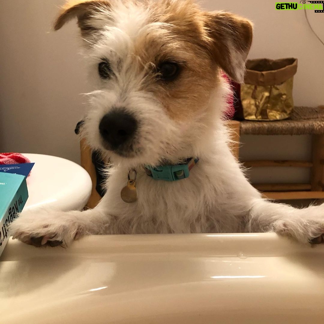 Jane Hall Instagram - Me: look, is it too much to ask for some alone-time in the tub with my book? Betty: *looks affronted.* Proceeds to drink bath water.